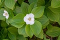 Canadian dwarf cornel Cornus canadensis, single white flower